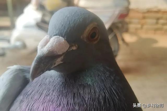 中国最贵十个鸽子
:信鸽有多贵？