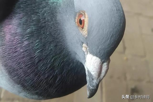 中国最贵十个鸽子
:信鸽有多贵？