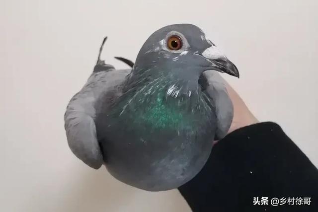 中国最贵十个鸽子
:信鸽有多贵？