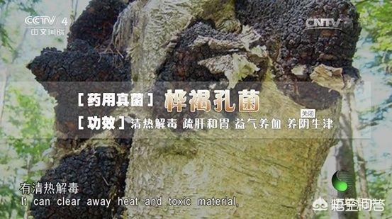 桦树茸的作用和功效及副作用
:桦树茸的降糖效果好不好？