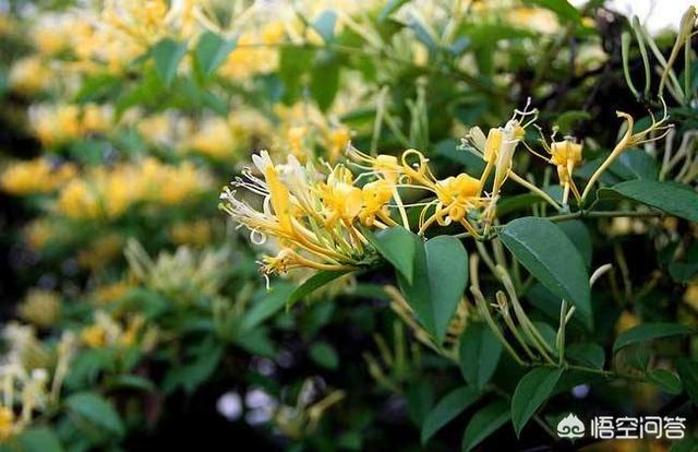 作者金银花露
:菊花是不是金银花？