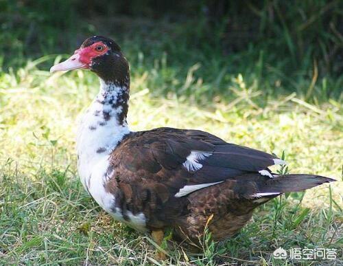 番肉
:养殖番鸭的前景如何？