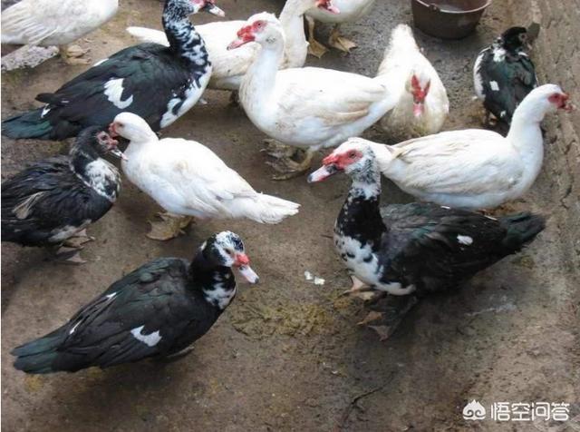 番肉
:养殖番鸭的前景如何？