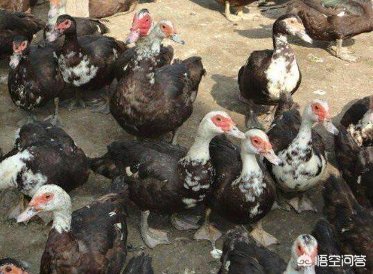 番肉
:养殖番鸭的前景如何？