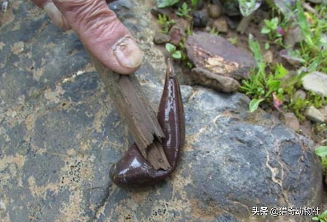 蚂蝗长什么样
:蚂蝗会被鸟吃吗？有什么动物是吃蚂蟥的?