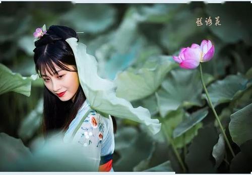 荷花文案