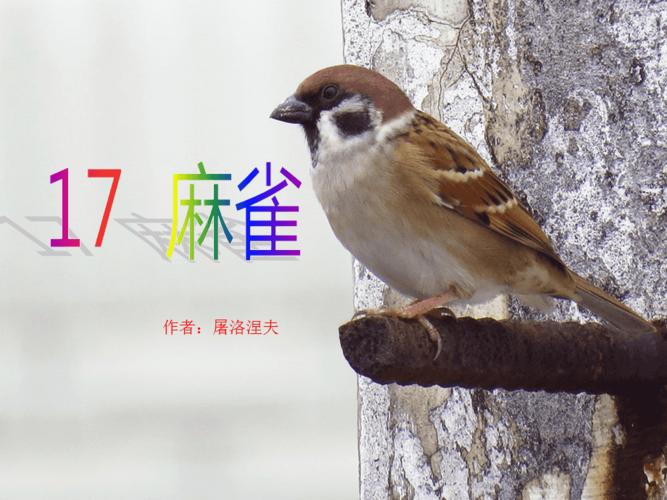 麻雀的叫声怎么写作