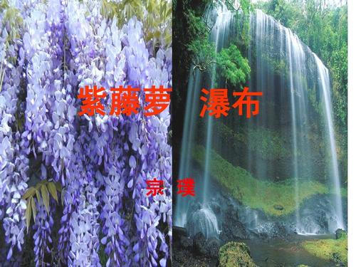 紫藤萝瀑布的写作背景