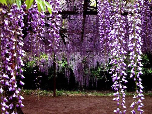 紫藤萝瀑布写作背景