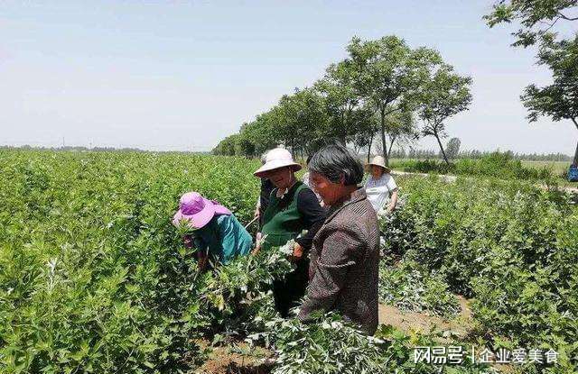 山东农妇自媒体(实地探访山东新媒体村,农妇做自媒体收入破万)