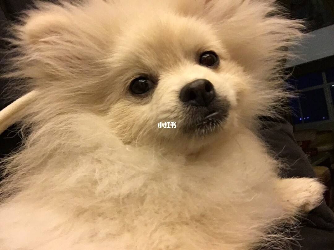 宠物博主(宠物博主简介怎么写)