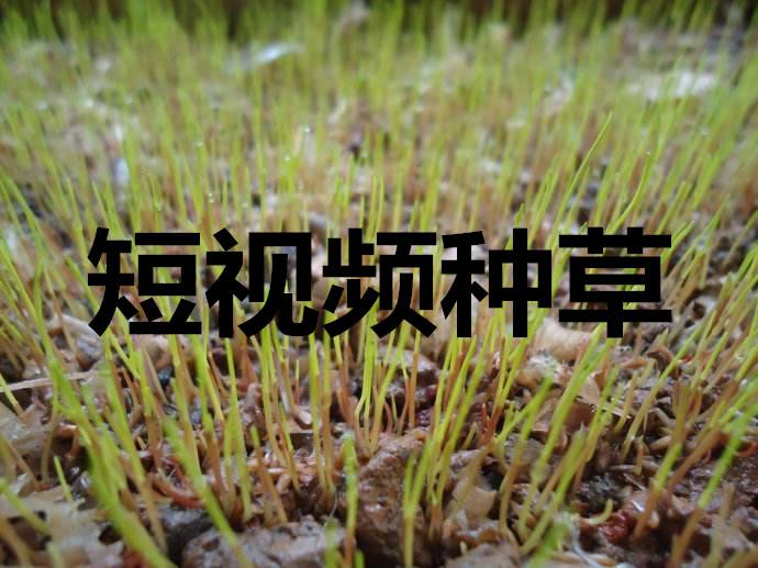 什么是种草(抖音什么是种草)
