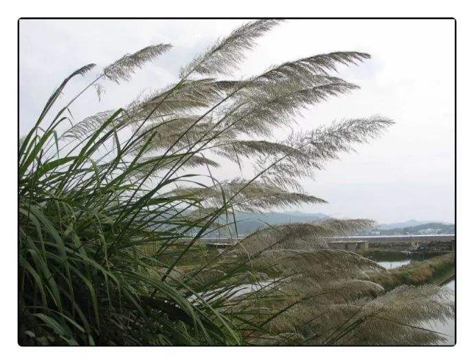 蒹葭苍苍什么意思(苍苍蒹葭是什么意思)