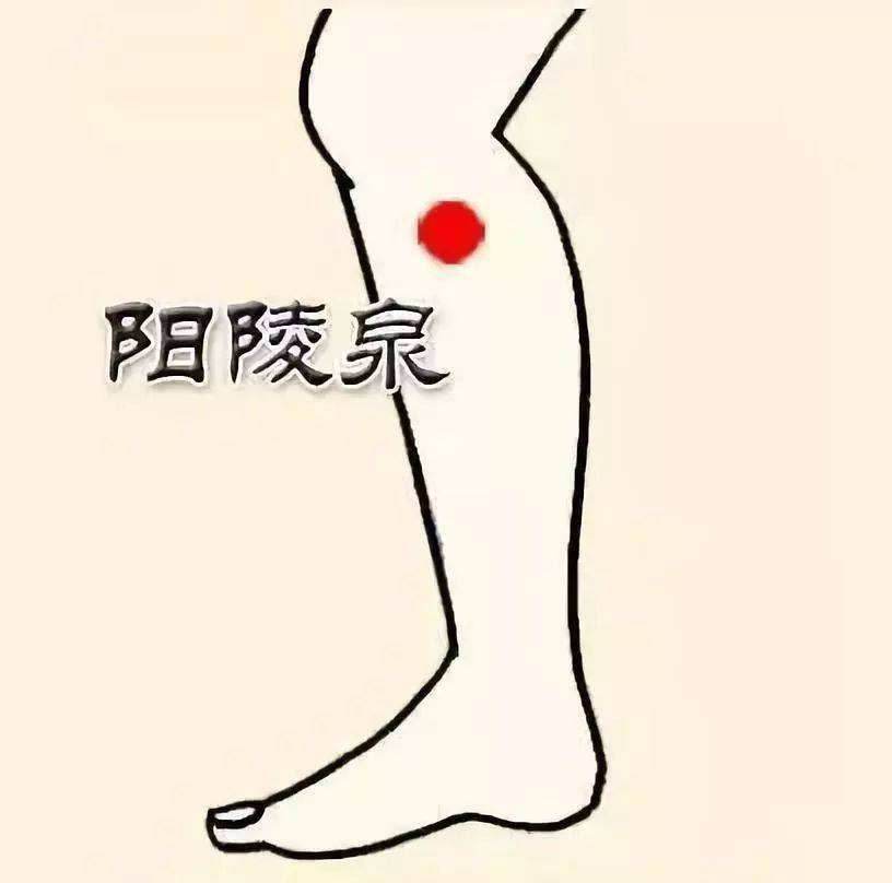 阴陵泉的功效与作用(阴陵泉的功效与作用是什)