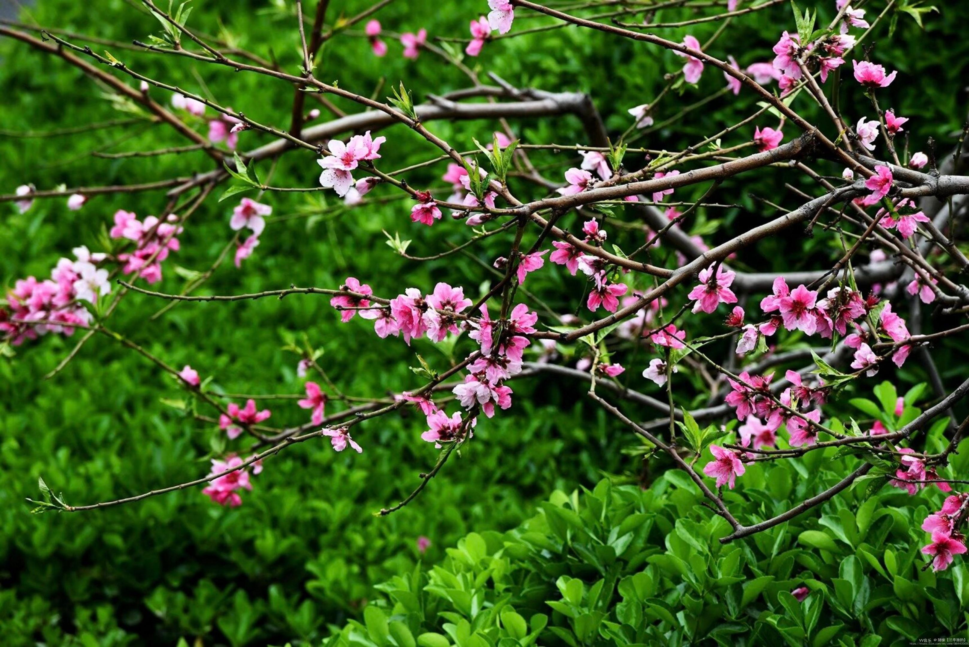 陌上花是什么意思(陌上花开是啥意思)
