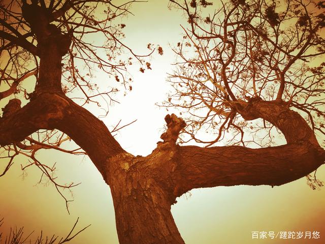 时光荏苒怎么读(白驹过隙,时光荏苒怎么读)