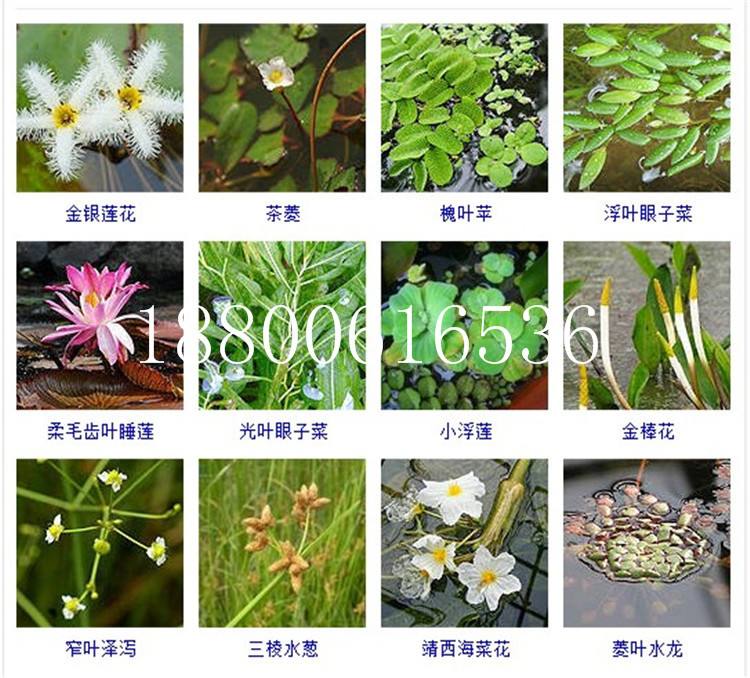 水生植物有哪些(湖泊中生长的水生植物有哪些)
