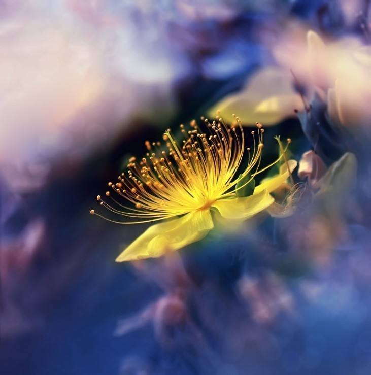 雾里看花是什么意思(海市蜃楼雾里看花是什么意思)