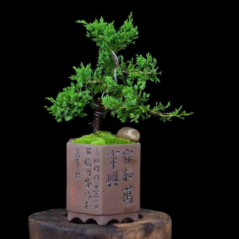 松柏树的象征意义(松柏树的象征意义作文150字)