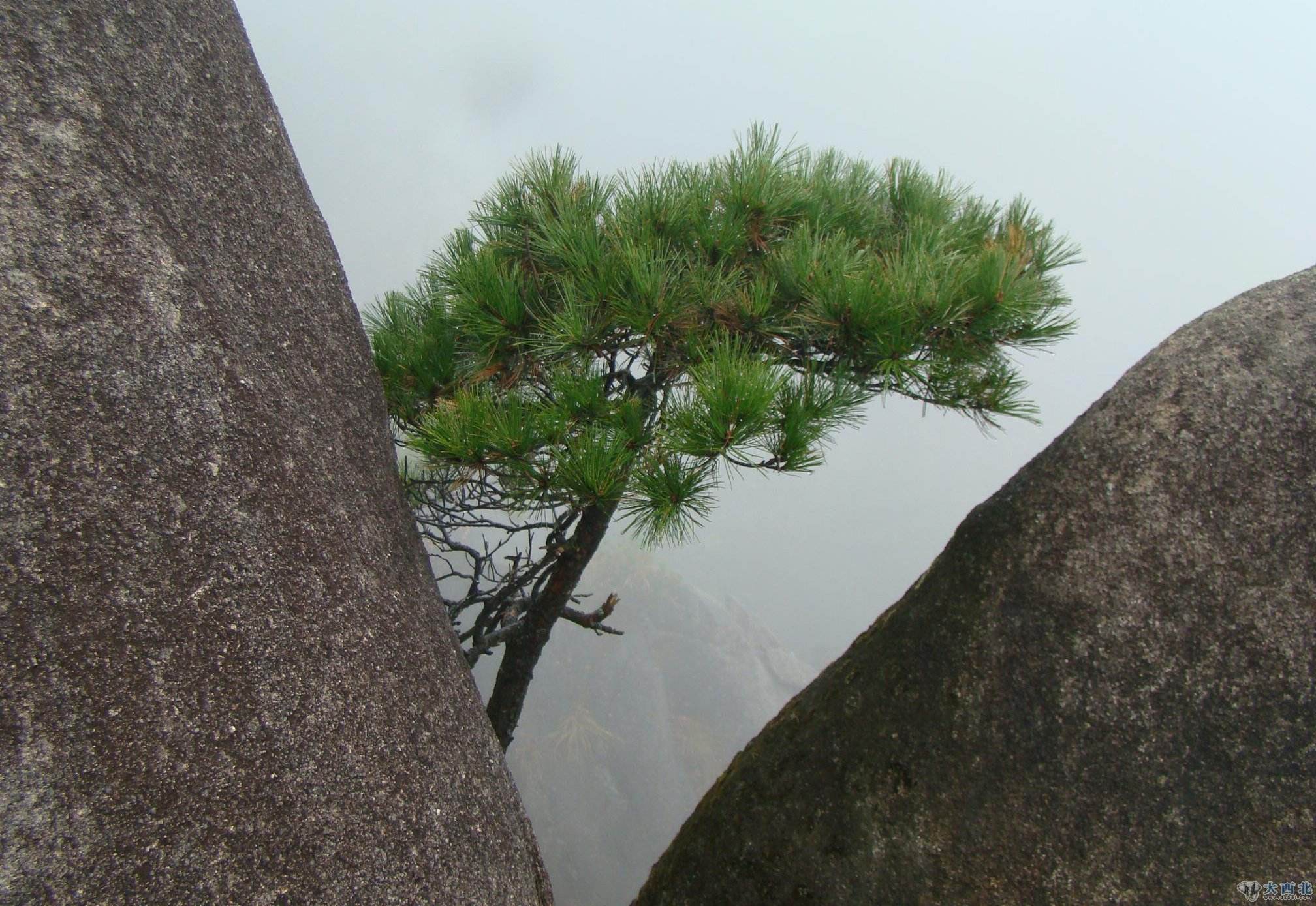 松柏树的象征意义(松柏树的象征意义作文150字)