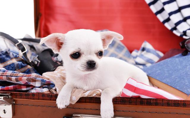 适合家养的小型犬(智商高适合家养的小型犬)