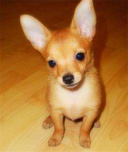 适合家养的小型犬(智商高适合家养的小型犬)