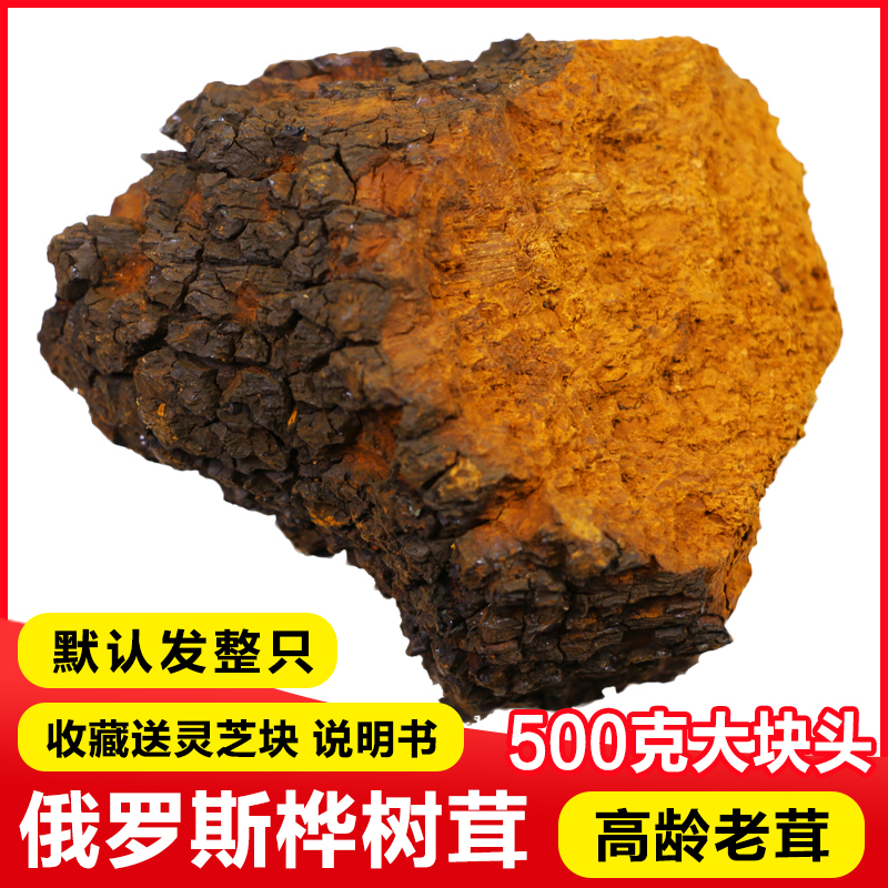 喝桦树茸有什么好处(桦树茸的功效与作用)