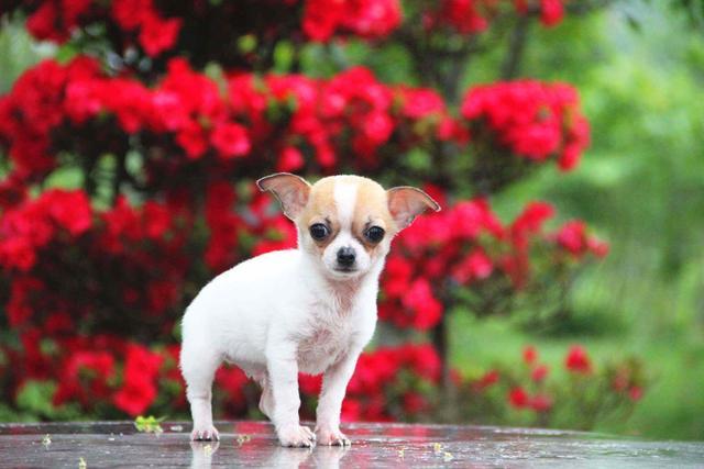 十大便宜好养的小型犬(十大便宜好养的小型犬图片)