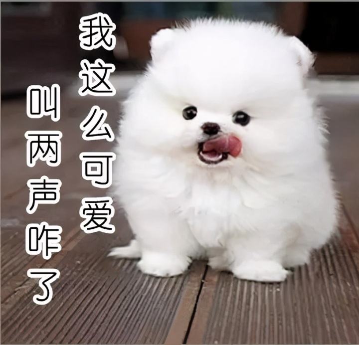 十大便宜好养的小型犬(十大便宜好养的小型犬图片)