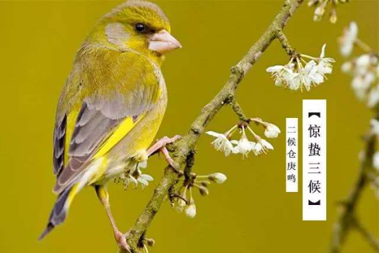 惊蛰的意思(惊蛰的意思是进行什么的动物)