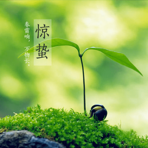 惊蛰寓意(惊蛰寓意美好的诗句)