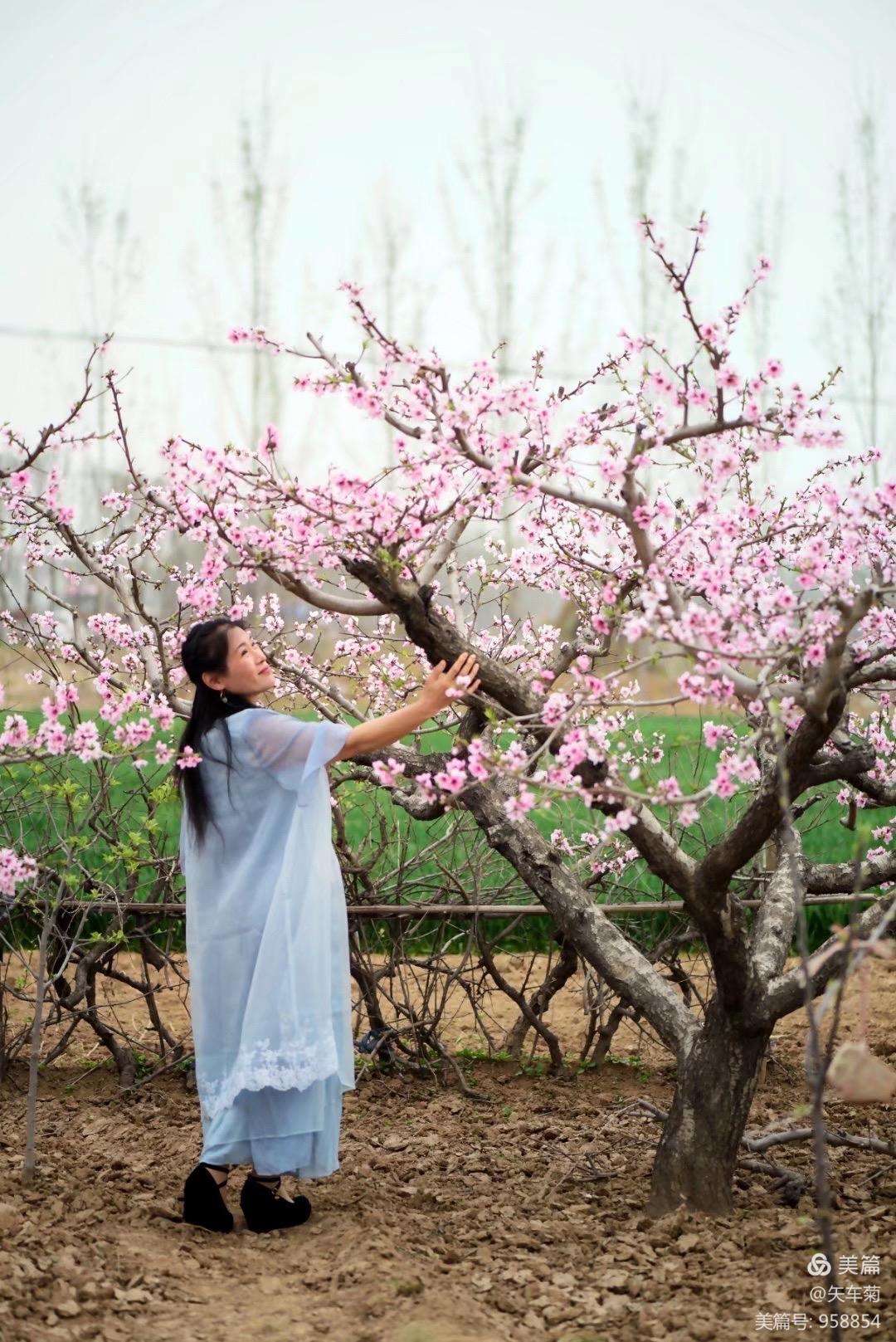 桃树开花(桃树开花是什么季节)