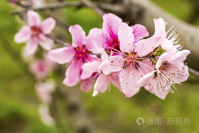 桃树开花(桃树开花是什么季节)