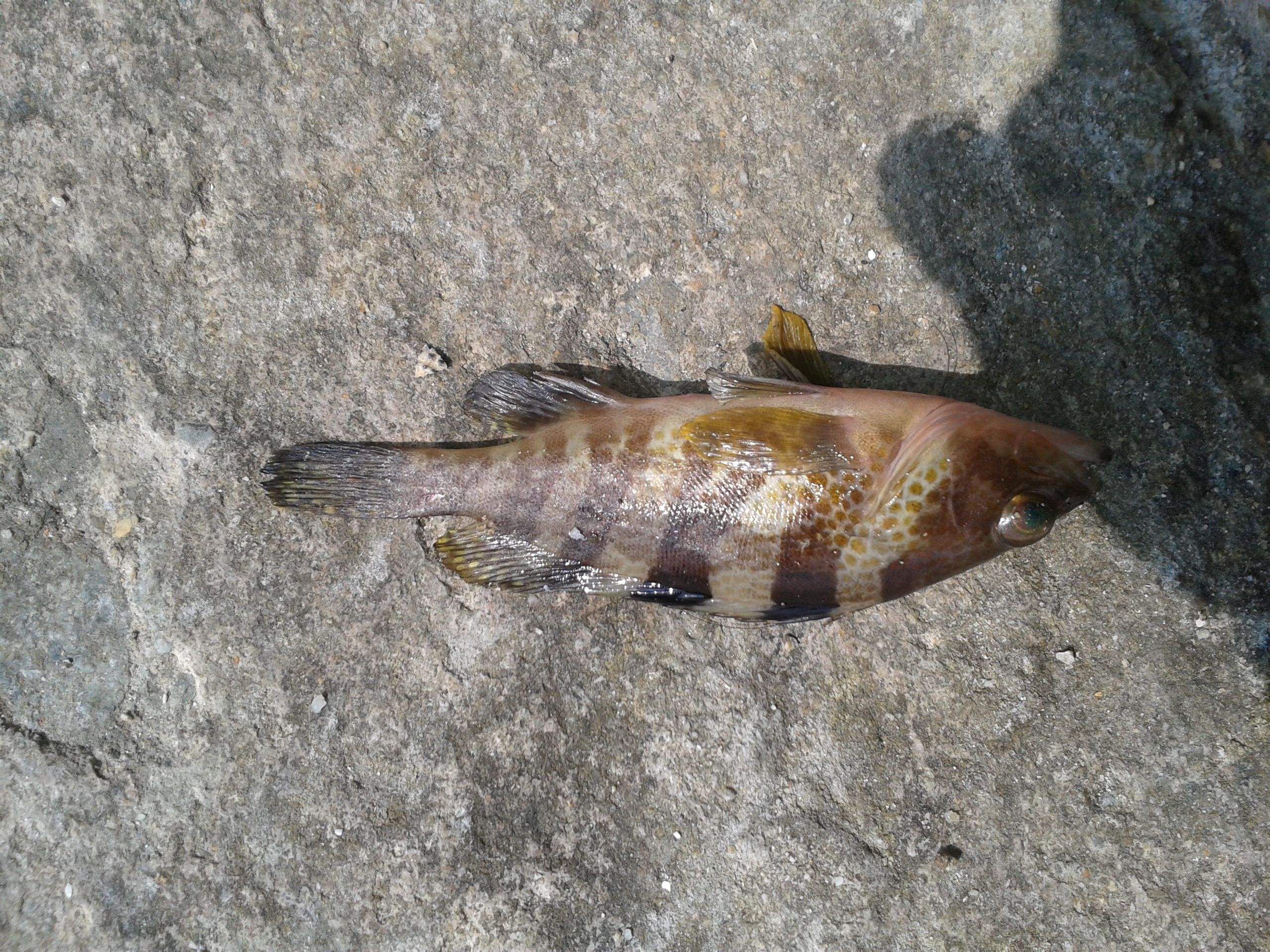 海鱼的种类(海鱼的种类图片 常吃)