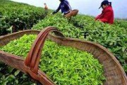 茶叶销售(茶叶销售方案)