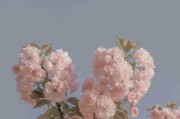 花文案(花文案短句干净治愈阳光)