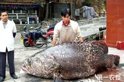 龙趸鱼(龙趸鱼多少钱一斤)