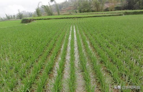 吉林大姐
:硫酸钾水稻什么时候使用?