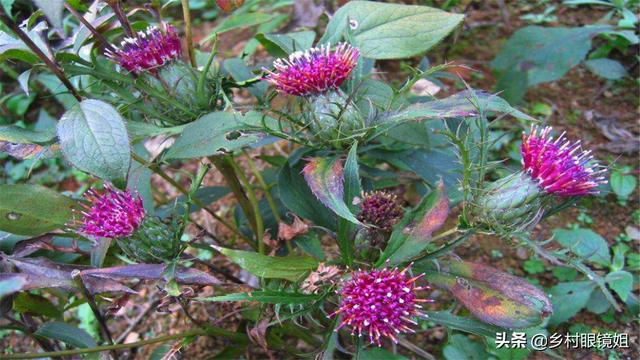 种植好项目
:有什么好项目适合农村种植?