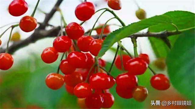 种植好项目
:有什么好项目适合农村种植?