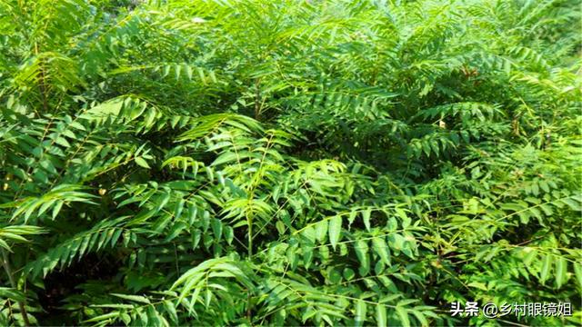 种植好项目
:有什么好项目适合农村种植?