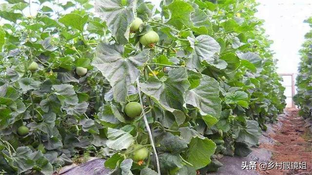 种植好项目
:有什么好项目适合农村种植?