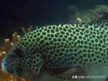 海鱼种类
:什么品种的海鱼最鲜，口感最好？