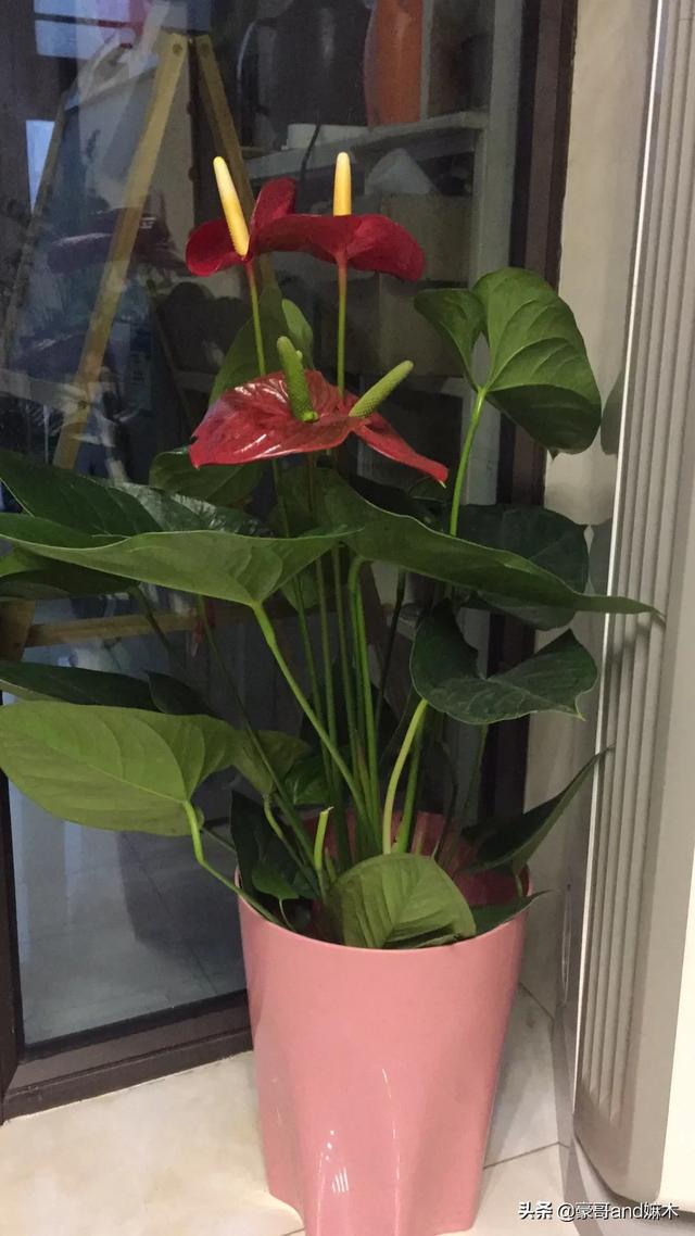 微商瘦身产品排行榜
:能否推荐真实有效的减肥产品（最好是本人亲自吃过的），不想胖啊？拒微商托？