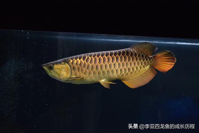什么鱼好
:养什么鱼好？