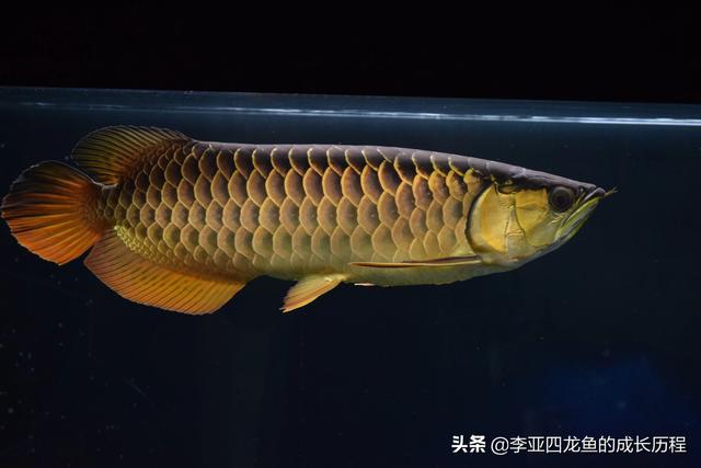 什么鱼好
:养什么鱼好？