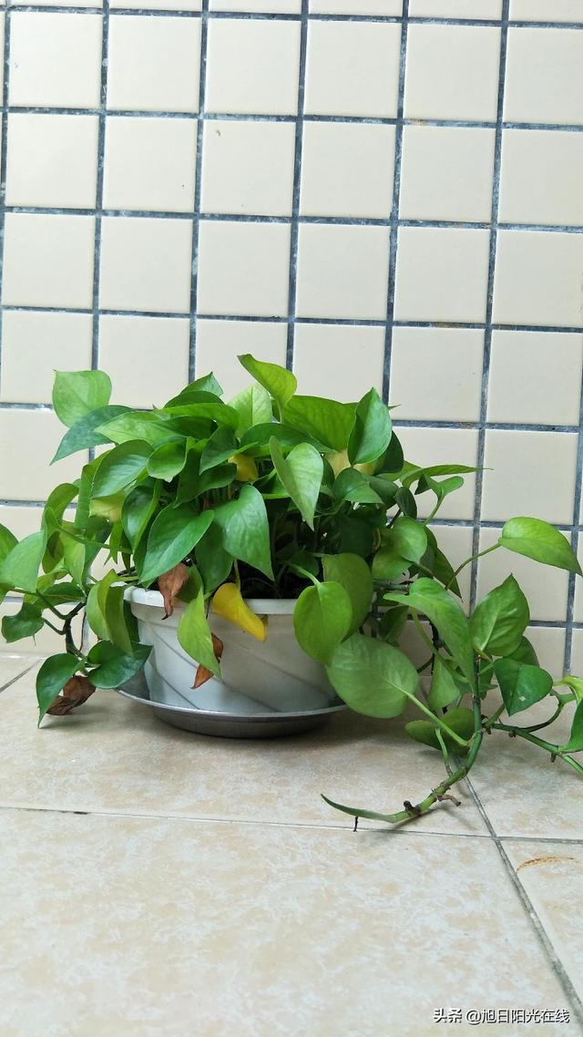 新手如何开花店
:新手想做花卉生意，可以帮忙分析一下吗？