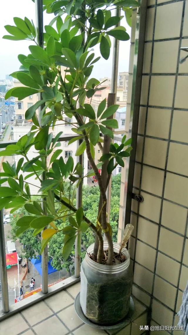 新手如何开花店
:新手想做花卉生意，可以帮忙分析一下吗？