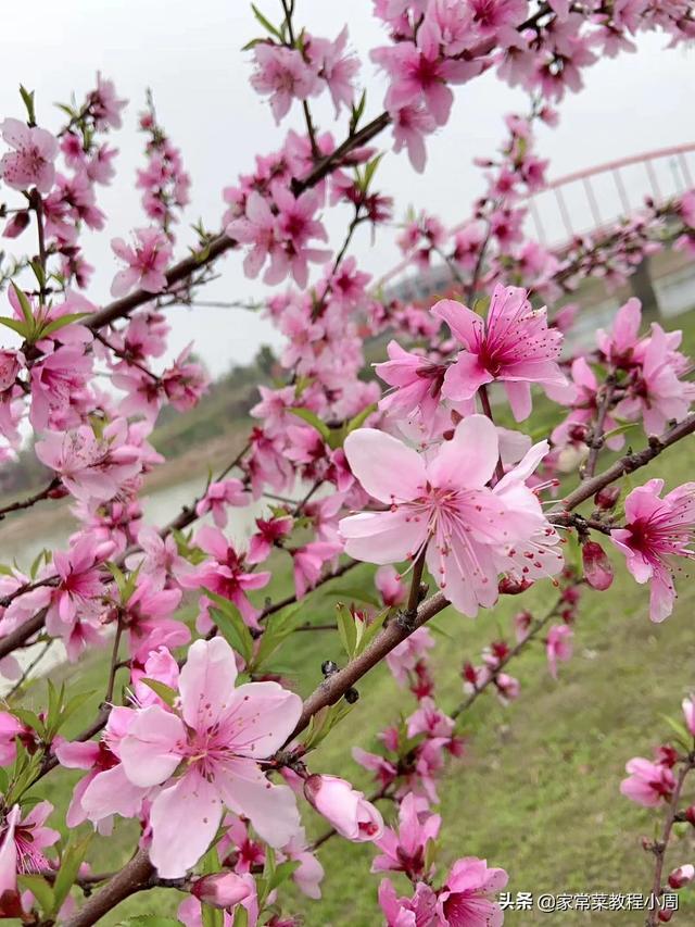 空气炸锅工作原理
:请问空气炸锅安全吗?连续做食材不能超过多久啊?