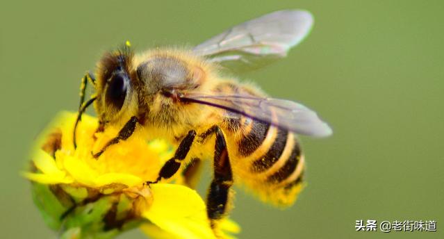 蜂古诗带拼音
:蜂的意思古诗?